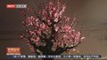 颐和园举办第十三届“傲骨幽香”梅花蜡梅迎春文化展