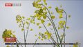 火龙“遨游”两千亩金色花海 人间三月美不胜收
