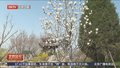 城市副中心春季观景赏花图鉴