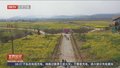 江西景德镇 千亩五彩油菜花惊艳绽放