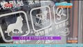 记者走访 春节宠物寄养生意火爆