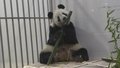 大熊猫美香一家被运至隔离检疫区 开启“干饭模式”