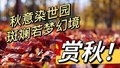 赏秋！来一场专属秋天的“乐章”