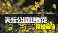 天坛公园迎春花竞相绽放 古杏林与祈年殿遥相呼应