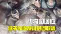 游客质疑动物园管理不善 猴子冻得瑟瑟发抖抱在一起 动物园：这是习性，室内有20℃！