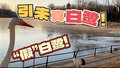 真假“白鹭”入住延庆城区公园过冬
