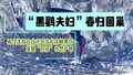 “黑鹳夫妇”春归回巢 延庆龙庆峡崖壁“旧居”产卵