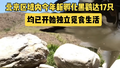 北京区域内今年新孵化的黑鹳达17只 均已开始独立觅食生活