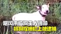 面临入狱五年！飓风来临狗主人自顾逃命 将狗拴在路旁栅栏上遗弃