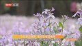 今日多云转阴 夜间京城迎春雨 雨少大风多 北京今年天气为何不寻常？