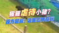 动物园猩猩拖拽小猪来回跑，园方：它俩在玩 猩猩还会给小猪留好吃的