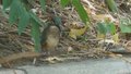 莲花池公园飞来稀客“冠鱼狗”