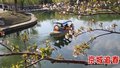 京城追春丨品味春光 共赴一场春日盛宴