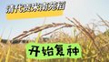 清代贡米南苑稻 开始复种
