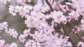 延庆区：长城穿花海 万峰竞斑斓