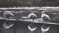 密云水库迎来“天鹅季”