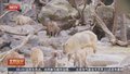 奥地利动物园喜迎秦岭金毛羚牛 亚洲高山动物展区全新开放