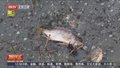 巴西与墨西哥河流同现成吨死鱼