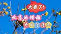 太香了！北京的蜡梅开成了诗画 这些春节赏梅打卡点不容错过→