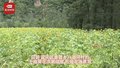 葵花绽放“致富路” 农旅融合促发展