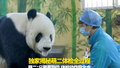 还记得咬牙使劲儿掰竹子的大熊猫萌二 吗？名场面超多！