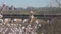 花海虽美勿忘安全 铁路沿线赏花勿冒险