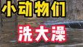 “秋后一伏，热死老牛”，动物们自有应对妙招！