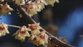 植物感觉“春天来了” 北京出现春花冬开现象