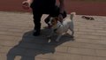 警犬界的“小钢炮”：小身材大能量