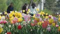 北京国际鲜花港上新“五一”花海