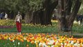 本市部分公园恢复正常游览 春花依然繁茂盛开