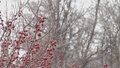 12月12日傍晚到夜间有雪 雪后北风加大