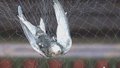 颐和园廓如亭雨燕6月1日“体检” 38只雨燕首次戴上脚环