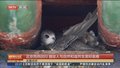 北京雨燕回归 描绘人与自然和谐共生美好画卷