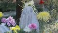 走进北京网红打卡地：重阳北海赏菊