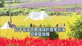 秋日限定 长城脚下四季花海美成“调色板”
