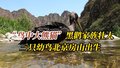 “鸟中大熊猫”黑鹳家族壮大 三只幼鸟北京房山出生