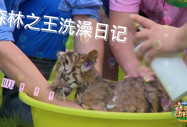 《卡酷动物园》：你见过森林之王洗澡吗？