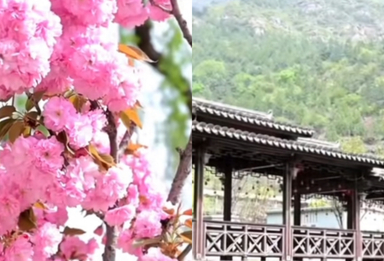北京最晚樱花开了，五一错峰赏樱就来龙庆峡