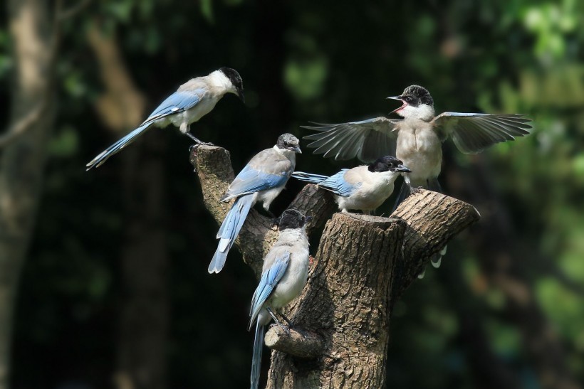 农村老话说灰喜鹊尾巴长,娶了媳妇忘了娘,啥