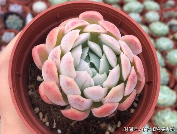 多肉植物秋天应该怎么养护?浇水和换盆土也有