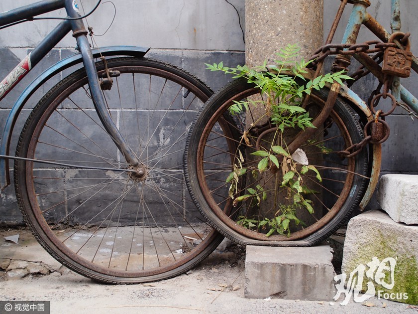 两台破车被主人锁在这里貌似很久，青草却很自由。