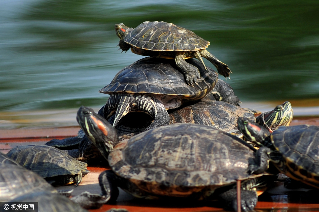 青岛一寺庙放生池爆满 乌龟“叠罗汉” 青岛一寺庙放生池爆满 乌龟“叠罗汉”