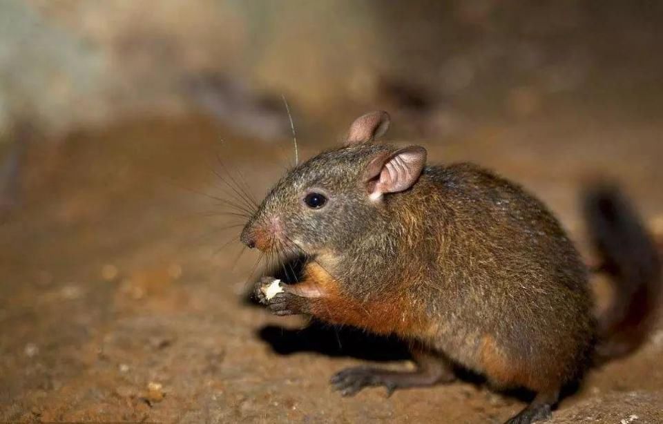 十鼠九苦,属鼠人最命苦的出生月份,你家有吗