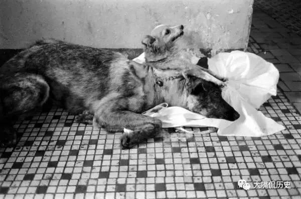 苏联科学家最黑暗变态的医学实验:双头狗实验 苏联科学家最黑暗变态的医学实验:双头狗实验