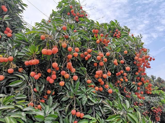 三问广西荔枝滞销事件,我国的荔枝是不是真的