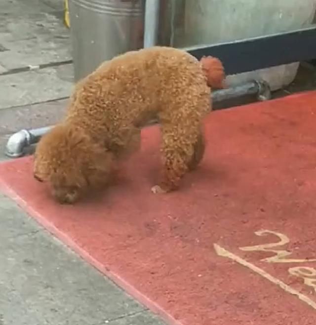 贪吃泰迪想吃羊肉,路过羊肉店,不买肉肉吃就躺