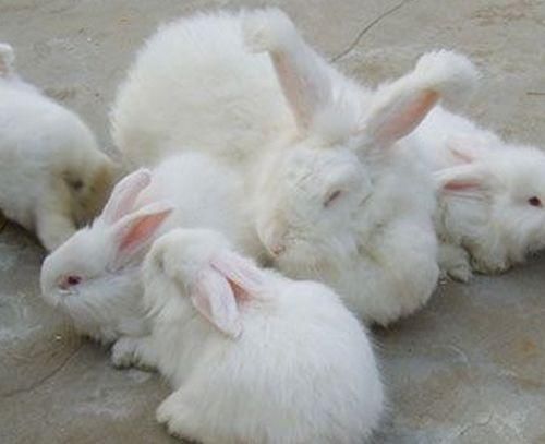 新型创业项目被骗做多的加盟骗局,创业者们必