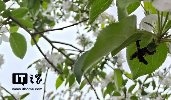 OPPO R15 3-HDR拍照功能专项评测:逆光的美