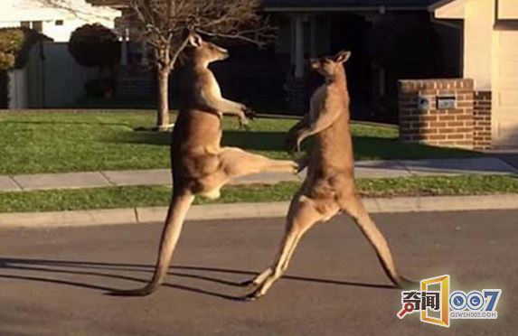 两只袋鼠看不对眼街头火并,一看就是练家子! 两只袋鼠看不对眼街头火并,一看就是练家子!